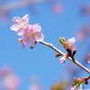春らしく2…。