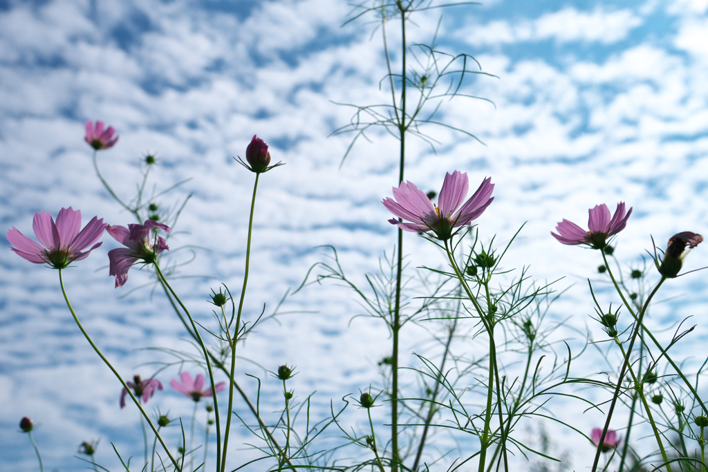 秋桜3