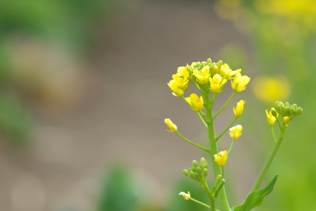 菜花