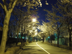 夜桜