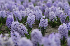 hyacinth blue tango