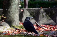 たまには脚光を