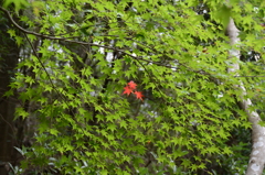 気の早いフレディ