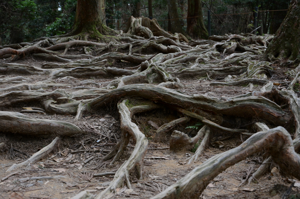 木の根道～鞍馬