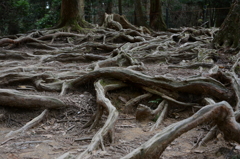 木の根道～鞍馬