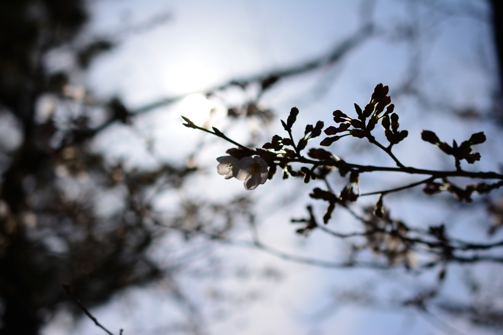 サクラガサイタ