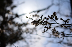 サクラガサイタ