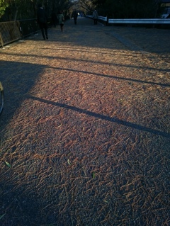 六甲颪の吹き荒れた朝