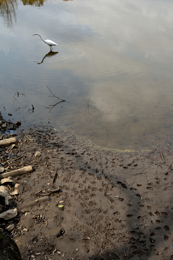 ワタシノ　アシアト