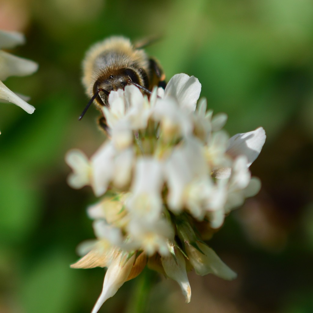 ミツバチとツメクサ