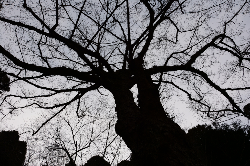 tree