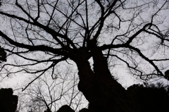 tree