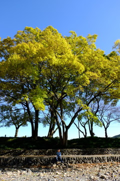大きな樹の下で