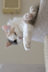 眠り猫