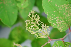 透けすけレース