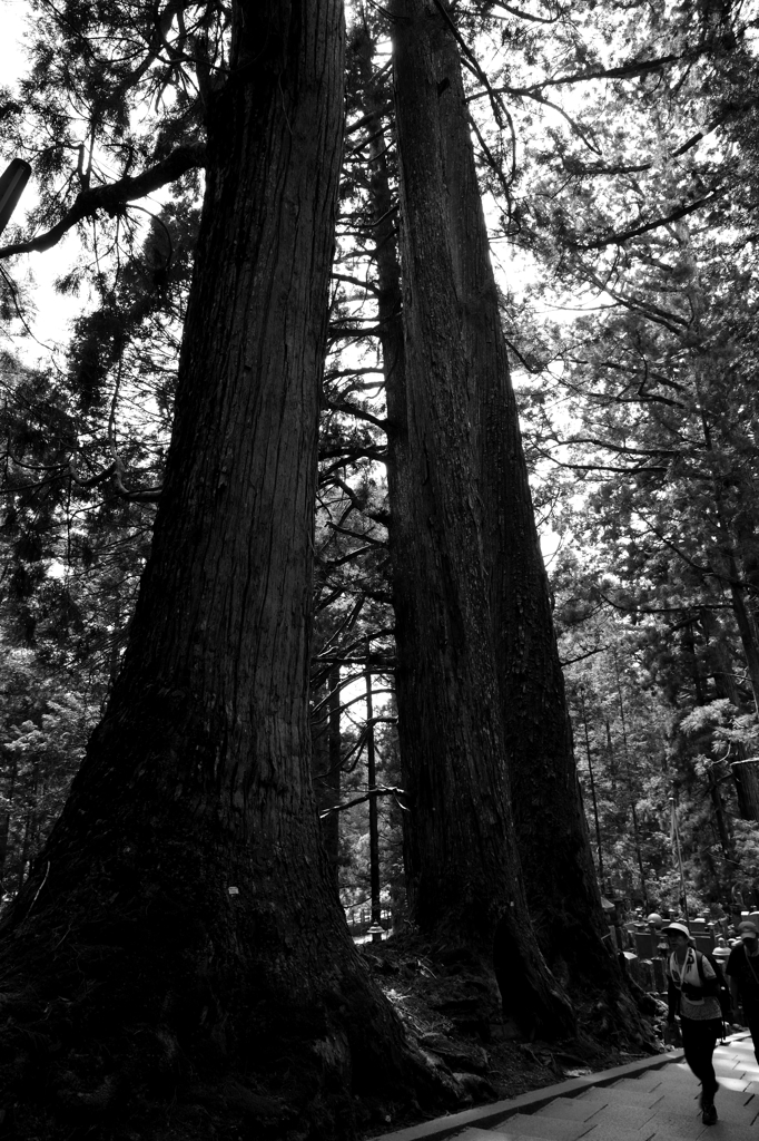 奥の院に向かう道。