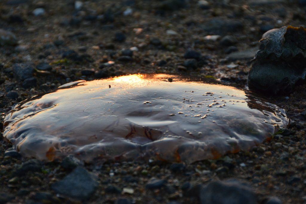 帰れなかった。。。