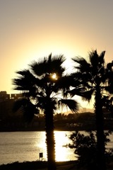 ナッシーGetだぜ！