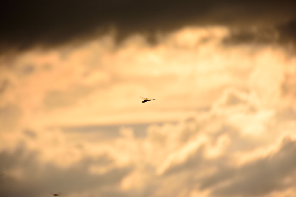 遠い夏息をころしトンボを撮った♪