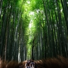 竹林