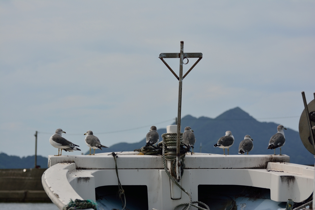 ウミネコ隊、監視中。