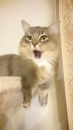 デフォルメして…ません！