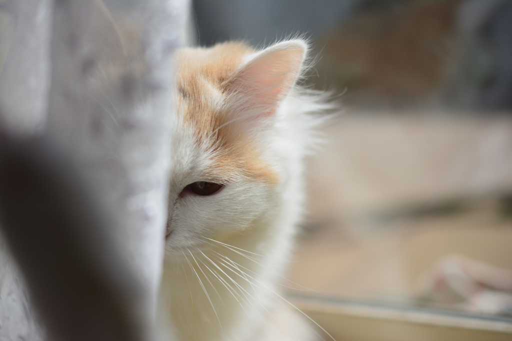 隠れ猫