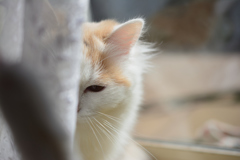 隠れ猫
