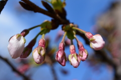 サクランボの素