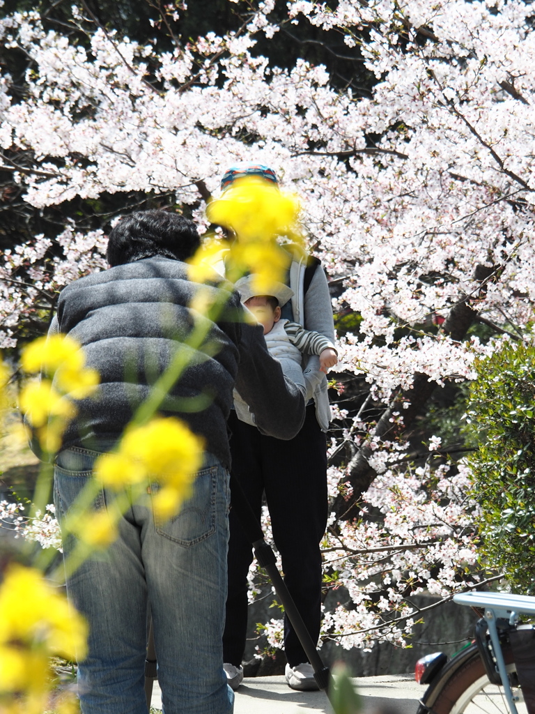二度目の桜？