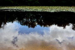 蓮の池～六甲山