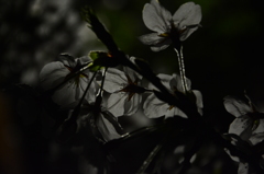 夜桜2015②