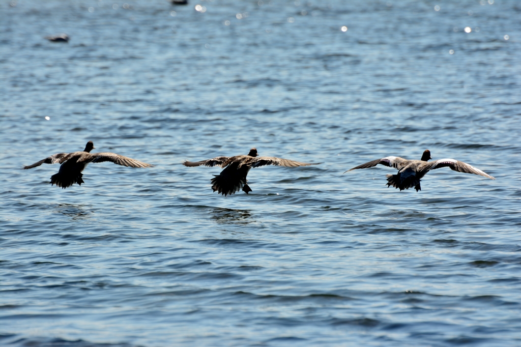 シンクロナイズド着水