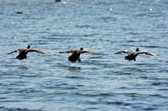シンクロナイズド着水