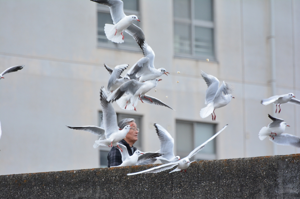 ポップコーン争奪戦