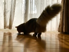 優雅な短足