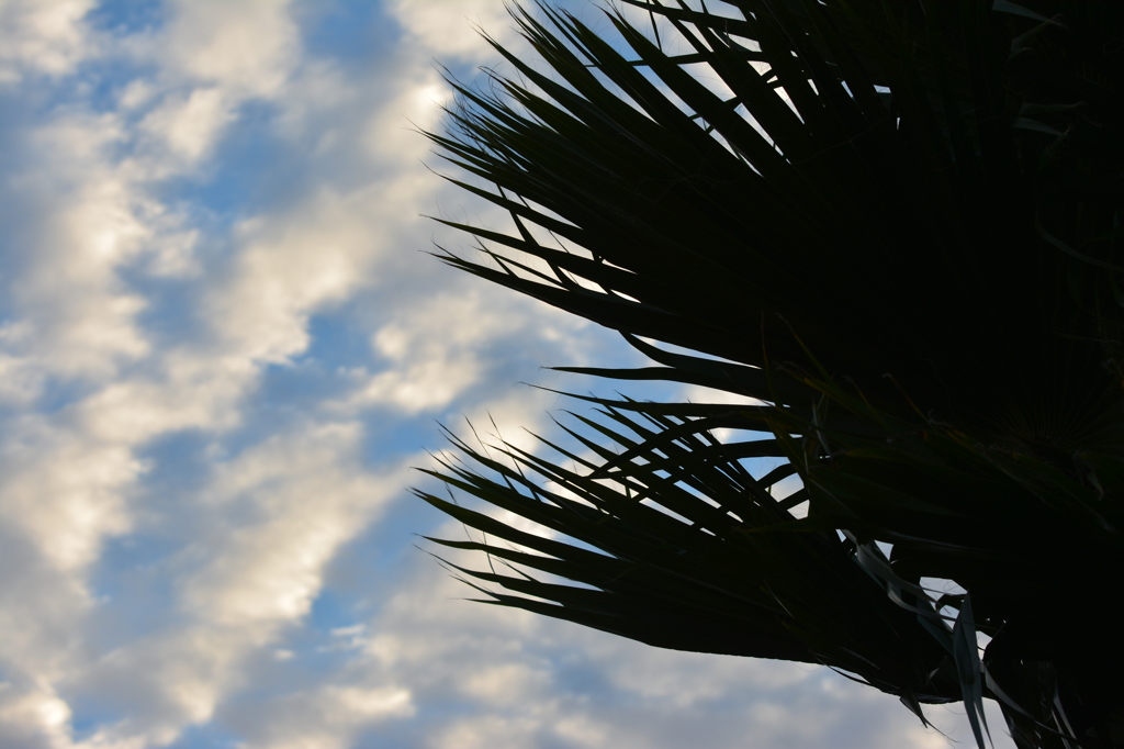 望遠だけ持って①