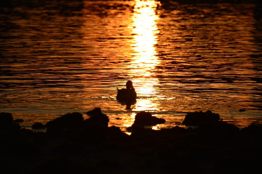 スポットを浴びて。