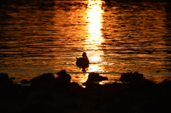 スポットを浴びて。