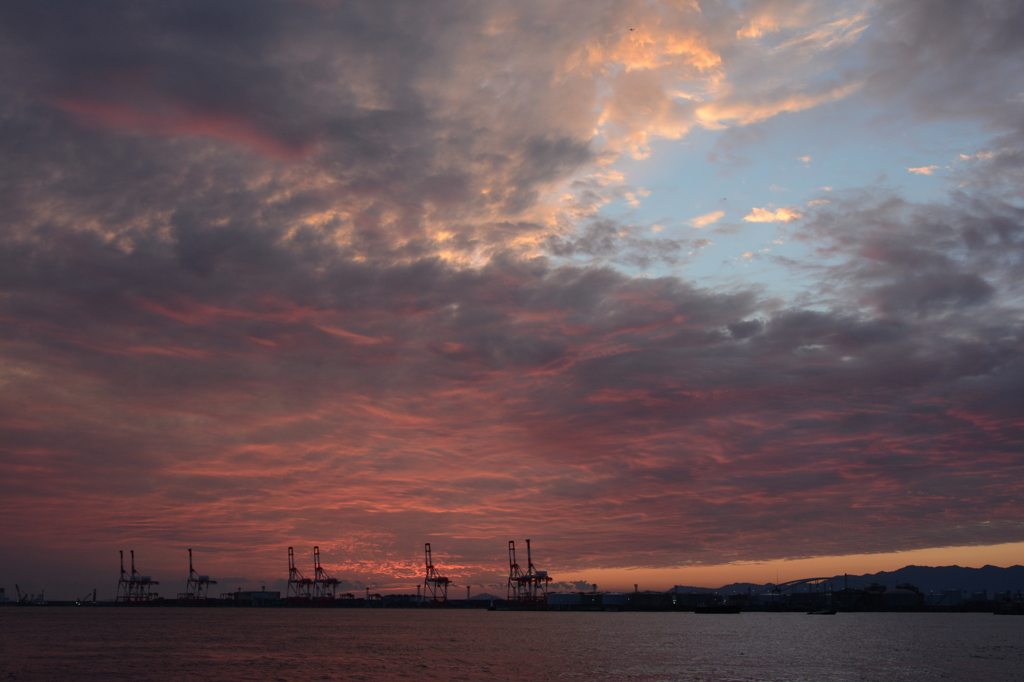 キリン②～大阪港