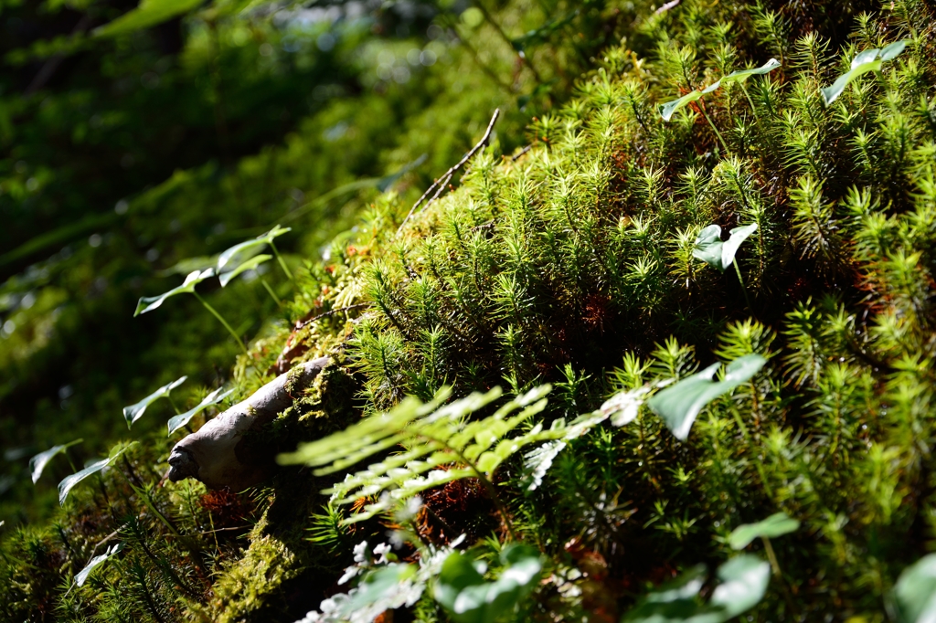 苔と羊歯の林