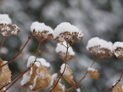 雪ぼうし