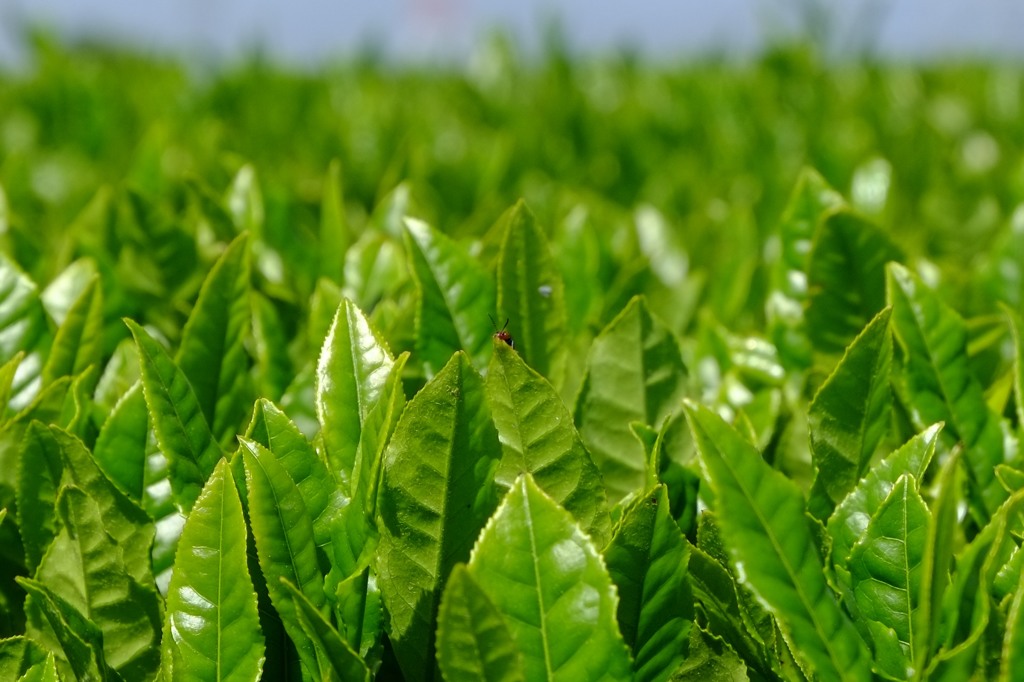 夏も近づく八十八夜