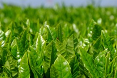 夏も近づく八十八夜