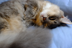 シエスタ～マンチカン