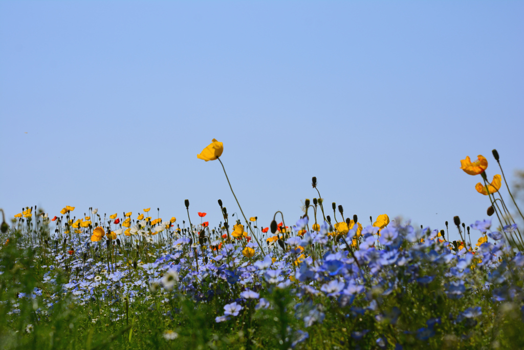 お花の地平
