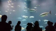 マグロ、元気です！