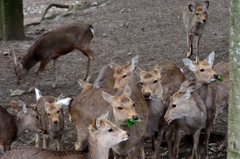 せんべい飽きたよ