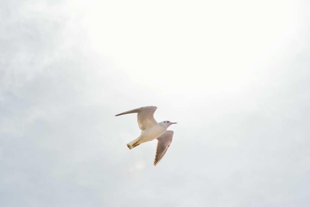 天使かもしれない