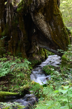 千年水～2分の1秒